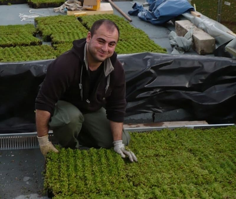 Aménagement des espaces verts par un employé installant des plaques de gazon, Isère
