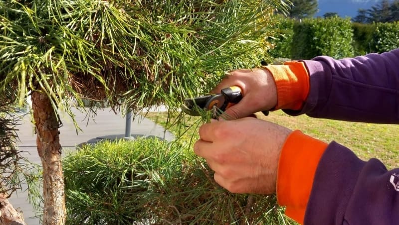 Sécateur pour taille lors de l'entretien espaces verts grenoble