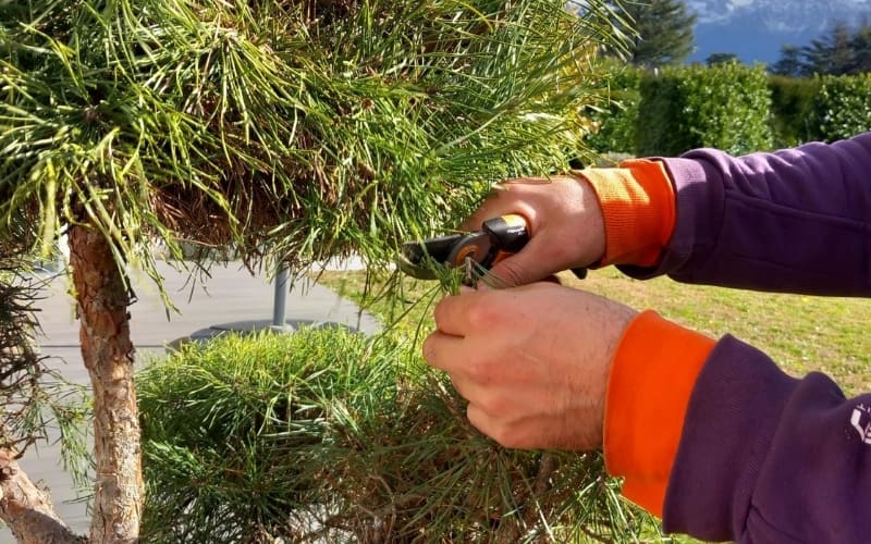 Taille d'arbuste lors de l'entretien espaces verts grenoble