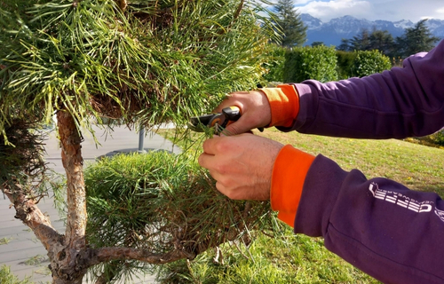 L'Atelier SIIS propose de l'élagage de l'entretien espaces verts. 