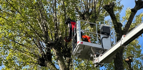élagage, entretien espaces verts en Isère avec l'équipe Atelier Siis à Grenoble